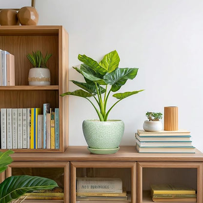 Ceramic Flower Pots - 6 Inch Plant Pot with Drainage Hole and Saucer, Modern Plant Pots for Indoor Succulent Plants, Round Indoor Planter, House Decor, Gardening Gifts, Crackle Light Green