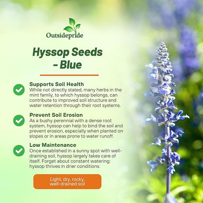 Outsidepride Blue Hyssop Seeds for Planting - 1000 Pcs Perennial Herb Garden Seeds with Fragrant Blooms Attractive to Pollinators, for Small Gardens, Containers, & Xeriscaping
