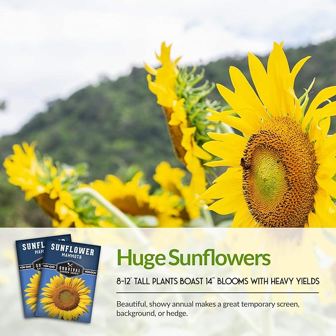 Mammoth Sunflower Seeds for Planting | Giant 12 ft Plants with Edible Seed Harvest – Heirloom Non-GMO – Survival Garden Seeds (2 Packs)