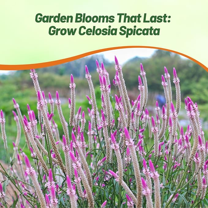 Outsidepride Spicata Celosia Seeds - 1000 Pcs Perennial Tall Weather-Resistant Flower Seeds for Planting Vibrant Plumes, Great for Containers, Borders, Pollinator-Friendly Gardens & House Plants