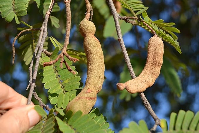 TomorrowSeeds - Tamarind Tree Seeds - 15+ Count - for 2026 Planting Tamarindus Indica Tamarindo Indian Date Imli Assam Asam Java Sweet Sour Pulp Tropical Fruit Trees Perennial Grow Your Own Home Farm