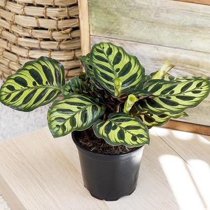 Live Calathea Houseplant (4 Pack), Pet Safe Plants for Cats & Dogs, Makoyana, Rattlesnake, Roseopicta, Air Purifying Indoor Plant Mix, Freddie, Orbifolia, Prayer Plants, Real Calatheas, 4.25 in. Pots
