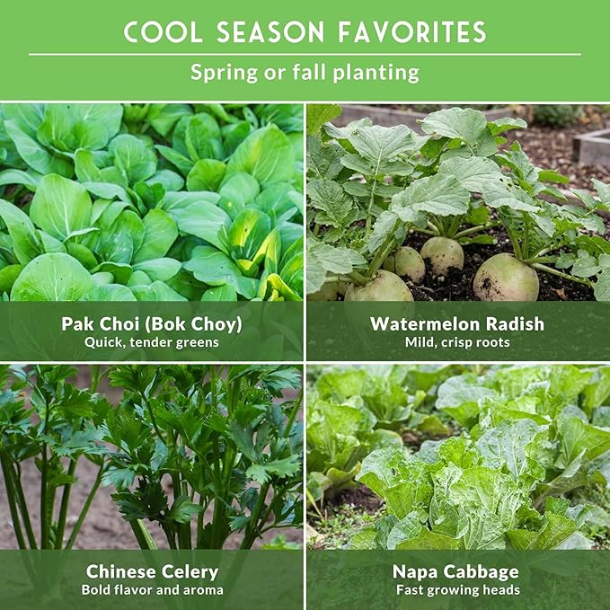 Survival Garden Seeds - Asian Vegetable Collection Seed Vault for Planting - Thai Basil, Napa Cabbage, Canton Pak Choi, Chinese Celery, Green Onions, Watermelon Radish - Non-GMO Heirloom Varieties