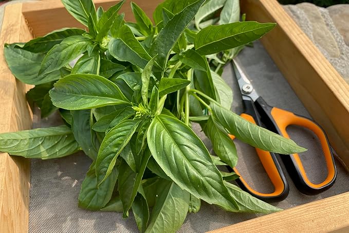 Plant Good Seed Organic Italian Large Leaf Basil Seeds for Planting: Culinary Herb, Green Leaves - 200 Seed Packet
