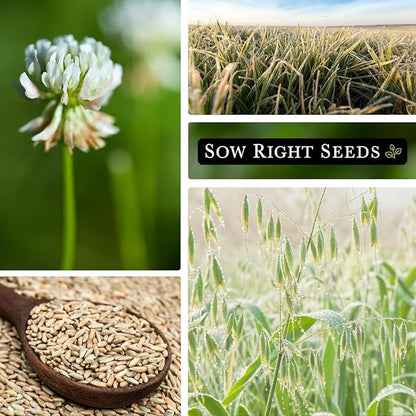 Sow Right Seeds - Cover Crop Collection for Planting - Winter Rye, Dutch White Clover and Winter Oats Seed - Suppresses Weeds, Improves Soil - Non-GMO Heirloom Packet to Plant and Grow
