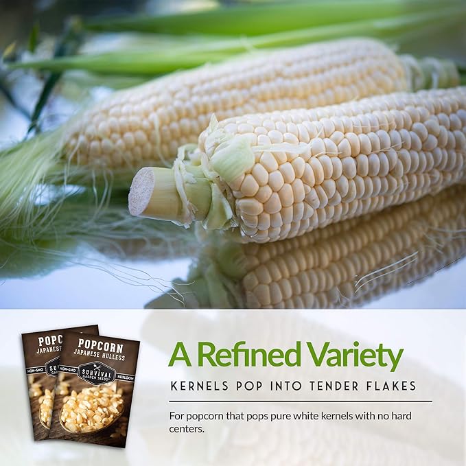 Survival Garden Seeds - Japanese Hulless Popcorn Seed for Planting - 1 Packet with Instructions to Plant and Grow Delicious Kernel Popcorn in Your Home Vegetable Garden - Non-GMO Heirloom Variety