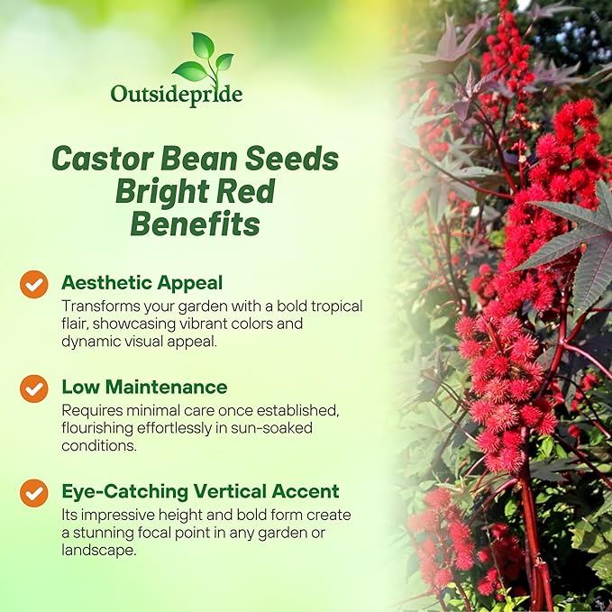 Outsidepride Bright Red Castor Bean Seeds - 30 Pcs Annual Quick-Growing Tropical Flower Seeds for Planting Vibrant Foliage & Colorful Blooms for Eye-Catching Borders, Gardens & Landscapes