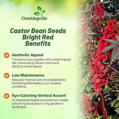 Outsidepride Bright Red Castor Bean Seeds - 30 Pcs Annual Quick-Growing Tropical Flower Seeds for Planting Vibrant Foliage & Colorful Blooms for Eye-Catching Borders, Gardens & Landscapes