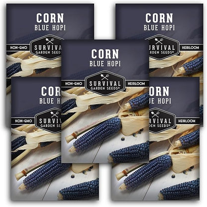 Blue Hopi Corn Seeds for Planting - Plant & Grow Heritage Blue Maize in Your Home Vegetable Garden - Non-GMO Heirloom Variety - Survival Garden Seeds (5 Packs)