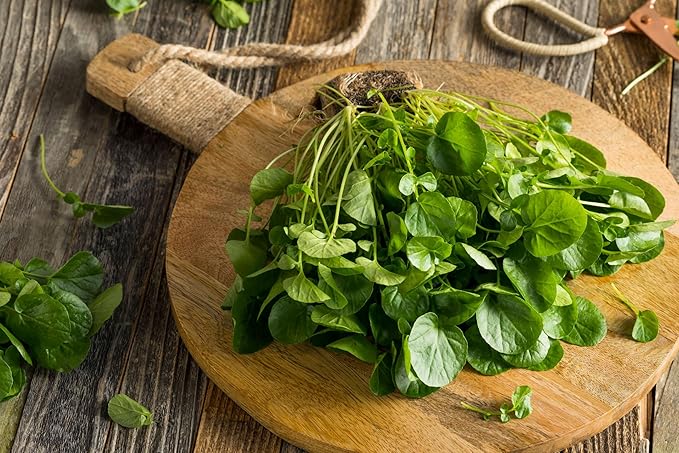 Seeds Garden Cress Broadleaf Indoor Lettuce Heirloom Vegetable for Planting Non GMO