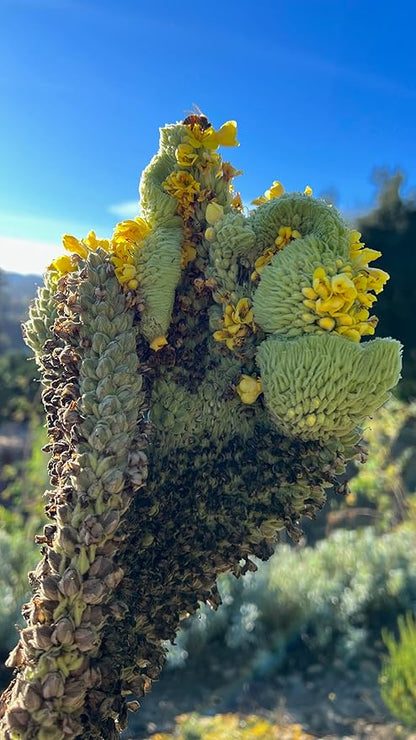 Plant Good Seed Organic Common Mullein Seeds for Planting: Medicinal Tea Herb, Yellow Flowers - 250 Seed Packet