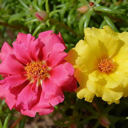 Mixed Color Portulaca Grandiflora Seeds, 10000 Double Moss Rose Seeds for Planting, Heirloom Ground Cover - Purslane Flower Seed for Outside, Beds, Yards, Flower Garden