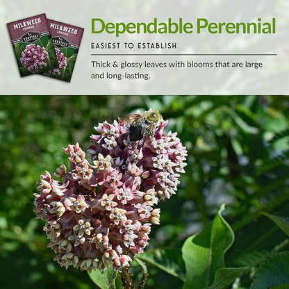 Common Milkweed Seeds for Planting - 3 Packets with Instructions Grow Asclepias Syriaca Wildflowers - Attract Monarch Butterflies & Help Conservation Non-GMO Heirloom Variety - Survival Garden Seeds