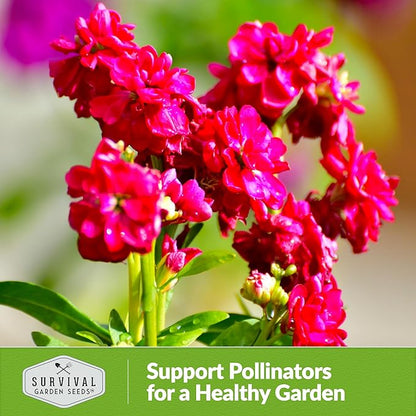 Hoary Stock Seed for Planting - 1 Packet with Instructions to Plant and Grow Vintage Harmony Stock (Matthiola incana) in Your Home Flower Garden - Non-GMO Heirloom Variety - Survival Garden Seeds