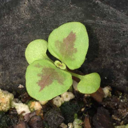Seed Needs Coleus Seeds for Planting Rainbow Painted Nettle - Heirloom & Open Pollinated Mixed Flower Seed to Grow an Outdoor Butterfly Garden to Attract Pollinators (2 Packs)