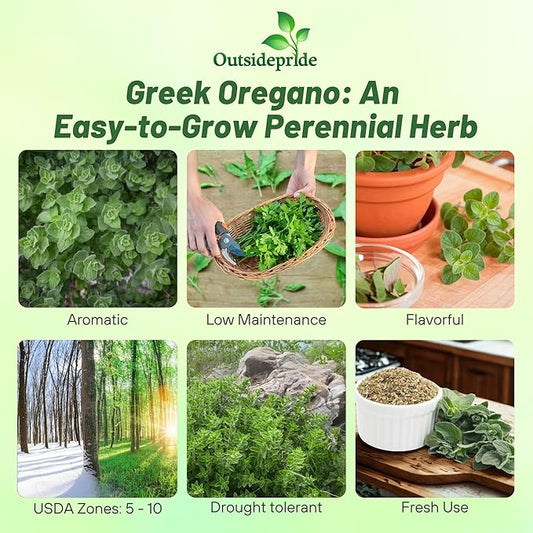 Outsidepride Greek Oregano Seeds - 5000 Pcs Perennial, Aromatic Easy to Grow Herb Seeds for Culinary Use, Flavorful Oregano Gardens & Tea Preparation, Food Seasoning & Traditional Uses