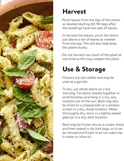 Burpee Sweet Basil Herb Seeds | 500 Non-GMO Basil Seeds for Planting | Grow Fresh Basil Herb in Home Garden | Classic Basil Variety for Italian Cooking