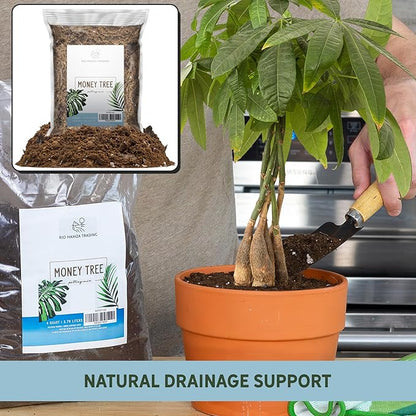 Money Tree Soil (4 Quarts), Potting Mix for Planting/Repotting Pachira Aquatica, All-Natural Custom Soil Blend