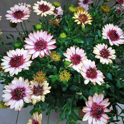 African Daisy Seeds for Planting, 148pcs Osteospermum Daisy Seeds Non-GMO Heirloom Perennial Rare Colorful Flower Plants, Open Pollinated Beauty Home Garden Flowers for Outdoors