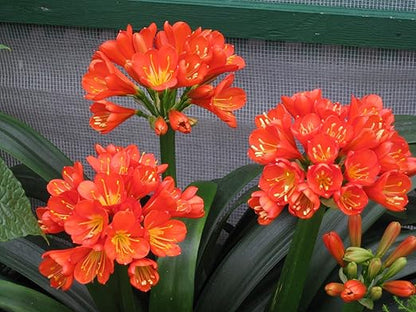 Peter's 20-20-20. 2 Pounds. General Purpose Water Soluble Fertilizer with Micro Nutrients.