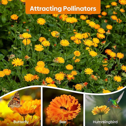 Calendula Seeds Pacific Beauty Mix, 3000+ Calendula Officinalis Seeds, Open Pollinated Non-GMO Wildflower Seed Grown in The USA, 1 Ounce