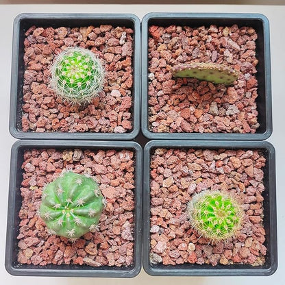 Red Horticultural Lava Rocks for Plants, 2lb Succulents Cactus Bonsai Soil Volcanic Rocks for Aquarium Outdoor Decorative Stones for Craft Projects, Vase Fillers