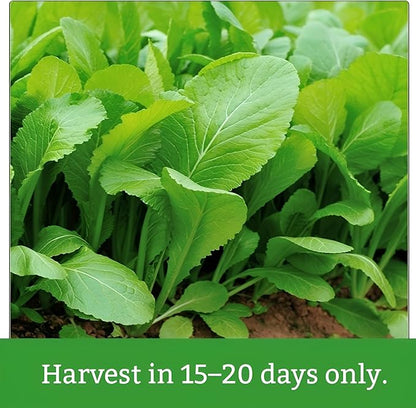 2200 Baby Mustard Greens Seeds for Planting - CAI Xanh an Non - Super Fast Harvest - Heirloom 𝗡𝗢𝗡-𝗚𝗠𝗢 Mustard Seed - High Germination Rate – Grown in USA (Brassica juncea)