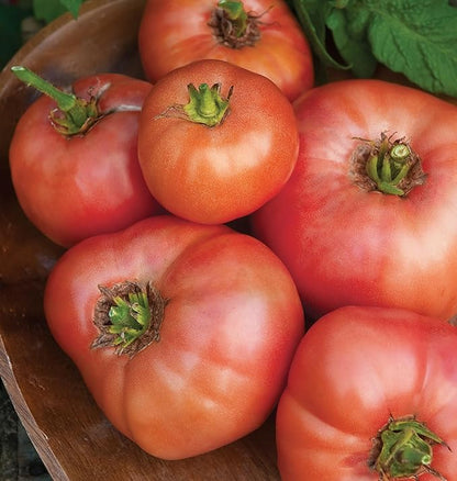 Burpee 'Brandywine', Pink Beefseak Tomato, 90 Non-GMO Seeds