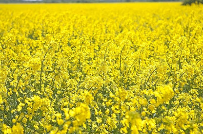 Hale Habitat & Seed Rapeseed Food Plot Seed (50 lb Bulk)
