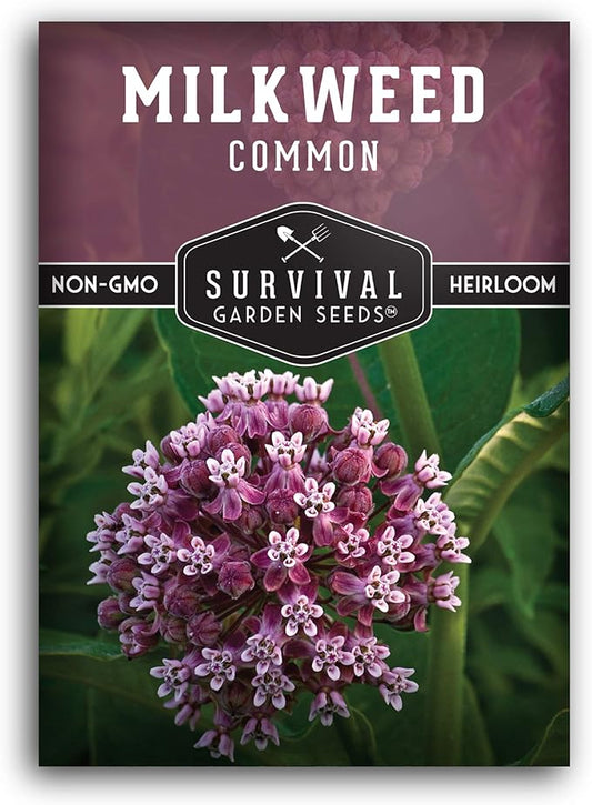 Common Milkweed Seeds for Planting - 1 Packet with Instructions Grow Asclepias Syriaca Wildflowers - Attract Monarch Butterflies & Help Conservation Non-GMO Heirloom Variety - Survival Garden Seeds