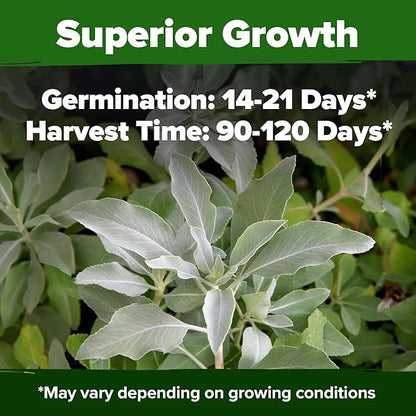 HOME GROWN White Sage Seeds 646 Pack Heirloom Seeds - Grow Aromatic Sage Plants for Your Herb Seeds Garden with Sage for Planting Outdoor or Indoor (Salvia apiana)