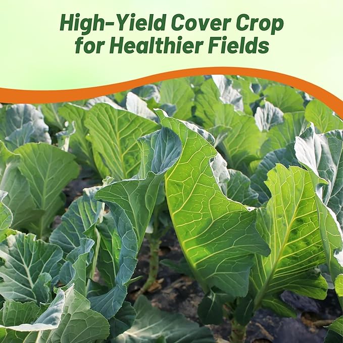 Outsidepride Bayou Kale Seeds - 10 lb. Annual, Versatile & Cold-Tolerant, Cover Crop Seeds for Planting Large, Resilient Foliage for Livestock Grazing, Erosion Control & Easy Growth