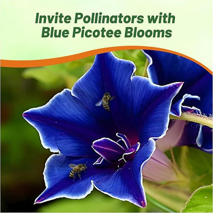 Outsidepride Blue Picotee Morning Glory Seeds - 50 Pcs. Annual, Climbing & Vining Flower Seeds for Planting Large Star-Shaped Blue Blooms, Ideal for Gardens, Trellises & Vertical Landscapes