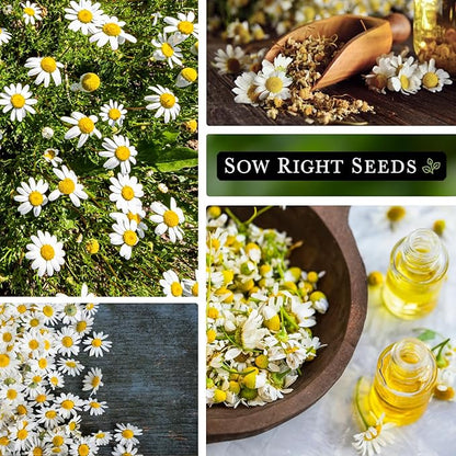 Sow Right Seeds - Roman Chamomile Seeds for Planting - Non-GMO Heirloom Packet with Instructions to Grow an Herbal Tea Garden - Indoors or Outdoor - Low Growing with Small Daisy-Like Blooms (3)