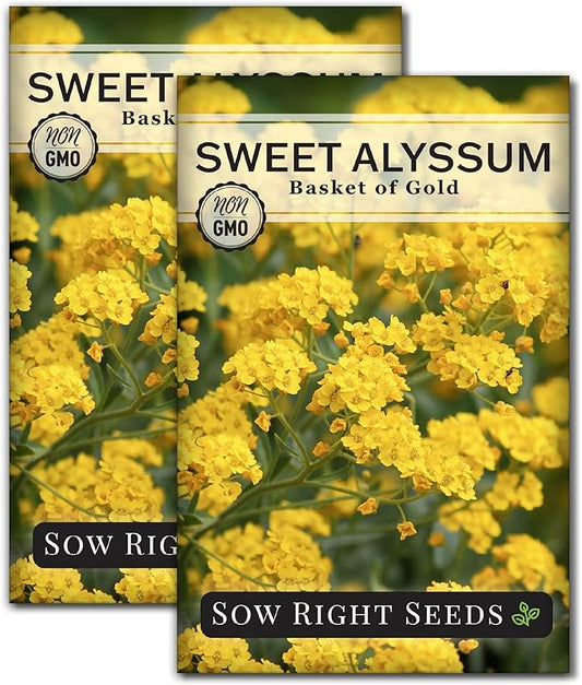Sow Right Seeds - Sweet Alyssum Basket of Gold Flower Seeds for Planting - Perennial Garden Flowers - Easy to Grow Fragrant Blooms - Ideal for Borders and Containers - Attract Pollinators (2)