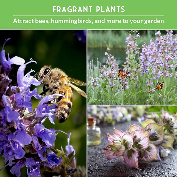 Survival Garden Seeds Sage Collection Seed Vault - White, Culinary & Victoria Blue Sage (Salvia Apiana, Officinalis, Farinacea) - Non-GMO Heirloom Seeds for Your Garden