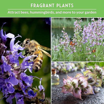 Survival Garden Seeds Sage Collection Seed Vault - White, Culinary & Victoria Blue Sage (Salvia Apiana, Officinalis, Farinacea) - Non-GMO Heirloom Seeds for Your Garden