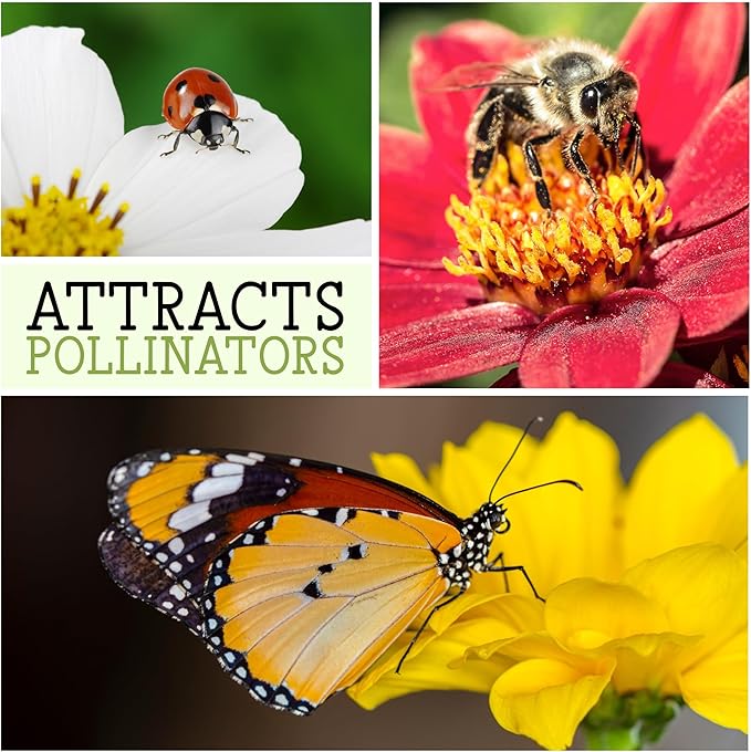 Seed Needs, Mixed State Fair Zinnia Seeds - 250 Heirloom Seeds for Planting Zinnia Elegans - Annual Flowers to Attract Butterflies & Other Pollinators, Great Cut Flower (2 Packs)