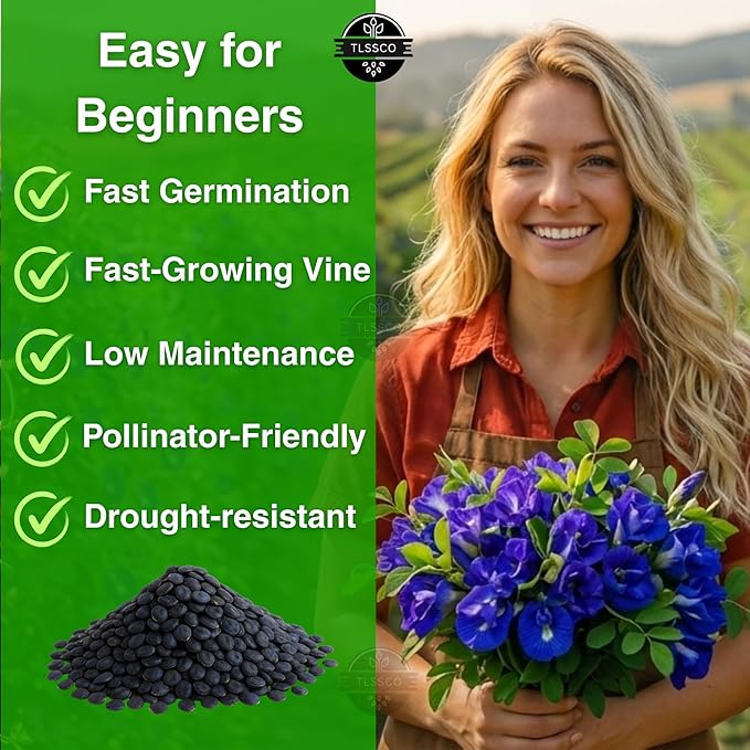 100+ USA Premium Butterfly Pea Flower Seeds for Planting, Non-GMO Seeds, Blue Butterfly Pea Vine (Clitoria Ternatea) Asian Pigeonwings -Tropical Vine Plant - Edible Flower Seeds
