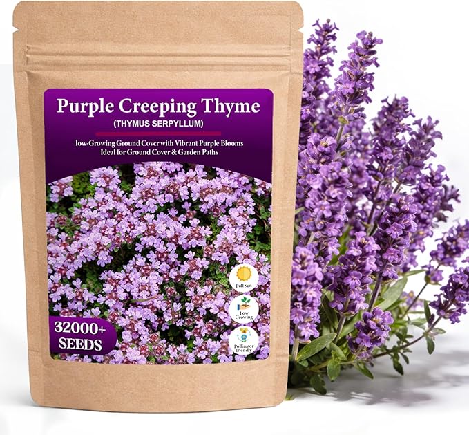 32000+ Purple Creeping Thyme Seeds for Planting, Low-Growing Perennial Ground Cover with Purple Blooms for Gardens, Walkways & Stepping Stones