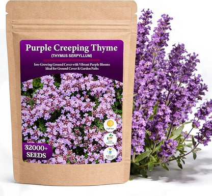 32000+ Purple Creeping Thyme Seeds for Planting, Low-Growing Perennial Ground Cover with Purple Blooms for Gardens, Walkways & Stepping Stones
