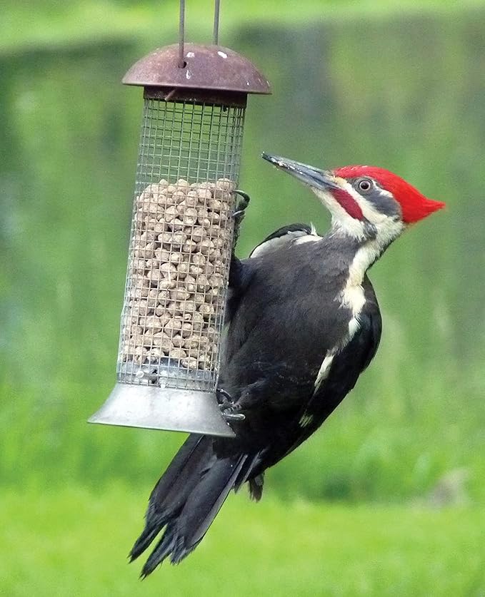 C&S Wild Bird Woodpecker Suet Nuggets Mega Box,8 Pounds,(Pack of 2)