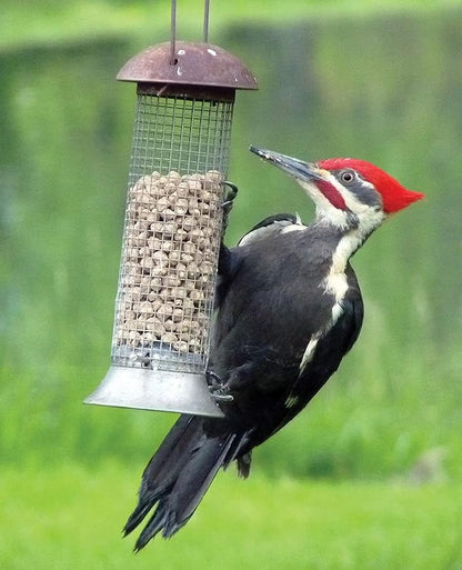 C&S Wild Bird Woodpecker Suet Nuggets Mega Box,8 Pounds,(Pack of 2)