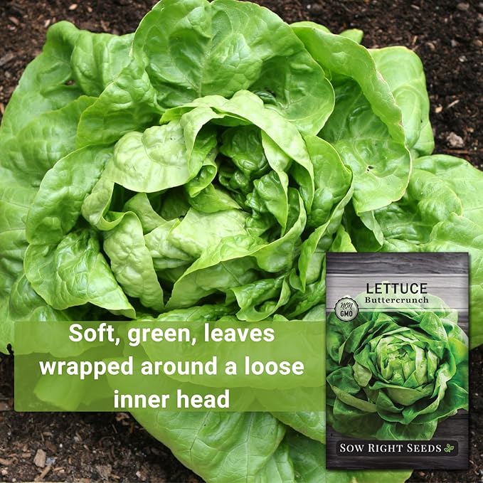 Sow Right Seeds - Buttercrunch Lettuce Seeds for Planting - Non-GMO Heirloom Packet with Instructions to Plant a Home Vegetable Garden - Outdoors or Hydroponics Indoors - Heat Tolerant Variety (4)