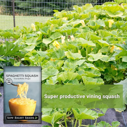 Sow Right Seeds - Spaghetti Squash Seeds for Planting - Non-GMO Heirloom Packet with Instructions to Plant and Grow an Outdoor Home Vegetable Garden - Roast and Enjoy Eating This Favorite Variety (4)