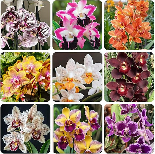 110+ Mix Orchid Seeds for Planting in Home Garden-Non-GMO Heirloom Plant Seeds Garden Outdoor