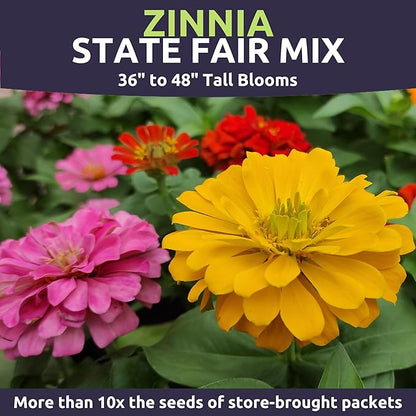 Zinnia State Fair Mix – Large 1/2 Ounce Seed Packet – 1,000 Flower Seeds for Planting