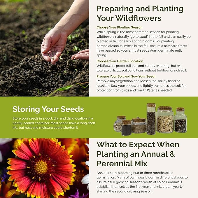 Eden Brothers New Mexico Wildflower Mixed Seeds for Planting, 1 lb, 480,000+ Seeds with Yarrow, Coreopsis | Attracts Pollinators, Plant in Spring or Fall, Zones