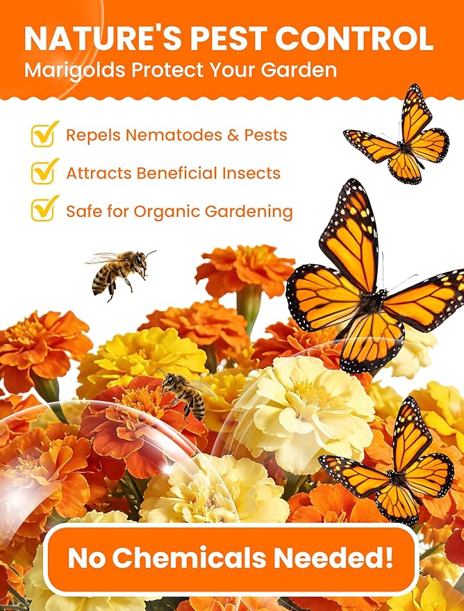 Tri-Color Marigold Seeds Bulk - 60,000+ Heirloom Flower Seeds for Planting Outdoors, Dwarf French Marigolds, Non-GMO Pollinator Magnet with High Germination, Quick Blooming