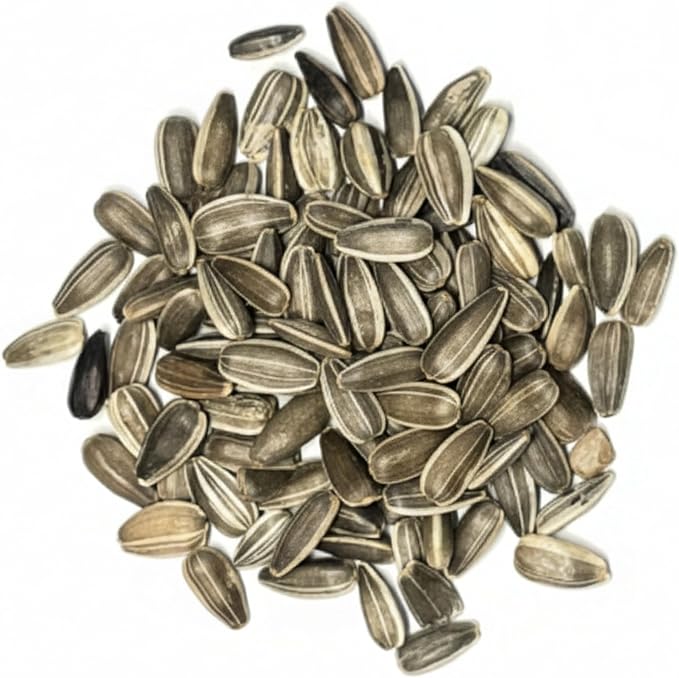 Seed Needs Sunflower Seeds for Planting Dwarf Sunspot Sunflowers - Heirloom & Open Pollinated Annual Cut Flower Seed to Plant 2 Foot Tall Sun Flowers (2 Packs)